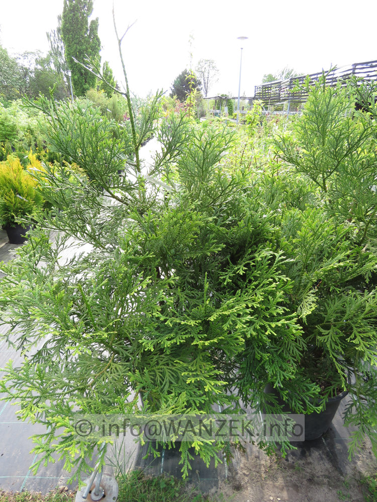 Thujopsis dolabrata 02.JPG